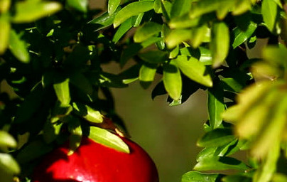 Нар (Punica granatum) Нар (Punica granatum)